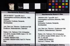 Foto (Objket + Etiketten) von Discutiolira moesica (Muţiu & Bădăluţă, 1971) 